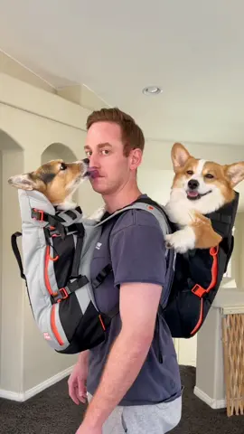 Omg that ending @hammyandolivia #dogbackpack #corgi #funnydog #dogdad 