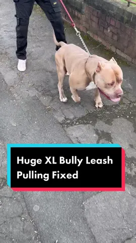 Huge XL Bully leash pulling fixed. #xlbully #americanxlbullies #looseleashwalking #DogTrainer #hugedog #fyp #leashwalking #viral #leashpulling #bigdog 
