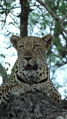 The LOOK of a Leopard in Africa on Safari. Went into the archives today and found this video of the Msuthu Female Leopard I took a couple of years ago - man, there are few things as intimidating as big wild cat staring at you like this. #wildlife #wildlifephotography #leopard #fyp 