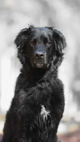 🖤 #hund #dog #fyp #fy #rottweilermix #dobermannmix #neufundländermix #mix #mischling #mischlingshund #großerhund #bigdog #blackdog 