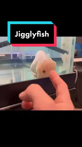 She’s still adjusting #chunker #jigglyfish 