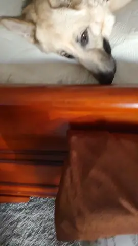 #bigdogsoftiktoc #cutedogsoftiktok #protectiondog #badassdogs #germanshepherdsoftiktok #animals #cute #good #Love #stella_bella_dog #funnydog