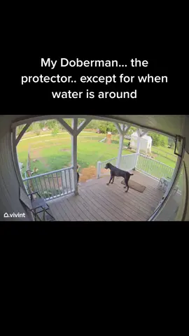 We love Bane 🤣🤣 hes hust terrified of water #dobermans_of_tiktok #foryou #comedy #humor #OhNo 