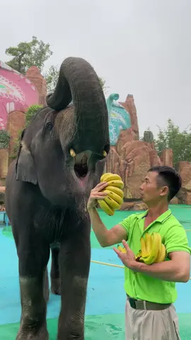 #elephant #eating #banana #cute #DIY #fyp