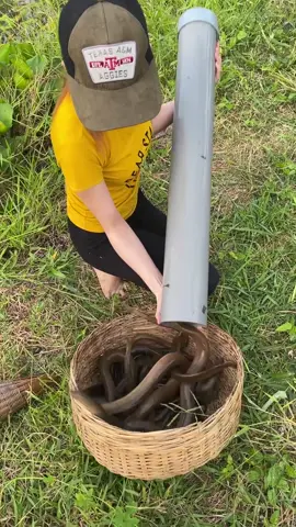 Unique eel trapping technique to catch a lot of big eels fish 😱 #fishing 