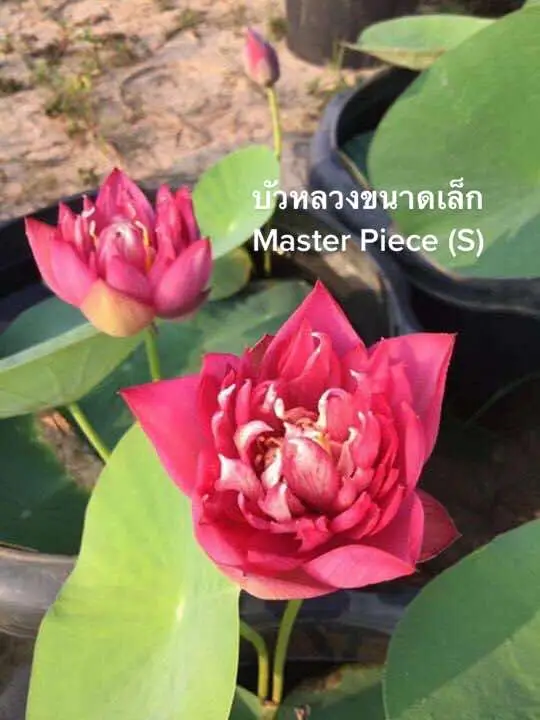 บัวหลวงขนาดเล็ก Master Pircec (S) #บัวหลวงขนาดเล็ก #สวนบัวหลวงพรรณารายณ์ 