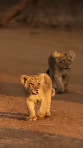 ❇ 4D/2K/4K/HD Baby Cubs Video Live Wallpaper ❇ #cubs #wild #wildlife #lion #lionslover #Lionesses #wildanimal #fierce #amazing #wilderness #wildcats #baby #baies #babycubs #babylionsaper #lionwallpaper #lionlivewallp #cat #eyes #artistic #wallpaper #wallpapers #livewallpaper #livewallpapers #prettywallpaper #prettylivewallpaper #cateye #cateyes  #coloredeyes #cats #catsoftiktok  #colors #colorful #fluidart #art #smokey #viral #iphonewallpaper #androidwallpaper #4k #4klivewallpaper #outerspace #blackcat #beauty #fyp #foryou #foryoupage #capcut #hd #4d #satisfying #blackbackground #purpleaesthetic #aesthetic #colorfullive #4klivewallpapers #lockscreenlivewallpaper #paratiii #homescreen #lockscreen #homescreenlivewallpaper #phone #phonewallpaper #pets #animalswallpaper #catlivewallpaper #catvideos #videocat #goviral #greenscreen #viralvideo #androidwallpaper #iphonelivewallpaper #cuteanimals #cute #prettyeyes #makeup #eye #eyes #explore #explor #blowthisup #fypシ゚viral #viraltiktok #viral #catsoftiktok #makemeviral #makemefamous #bts #paravoce #parati #paratii #paratipage #gatos #animales #gatitisdetiktok #gatitos #wallpapers #wallpapersvideo #wallpapervideolive 