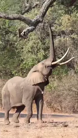 Elephantastic King Boswell The Great doing his thing in Mana Pools Africa  like a Boss! Did you know that Elephants could stand on their hind legs?  A unique sighting of skill and grace from the famous Mana Pools Elephant. 🐘  #africansafaris 