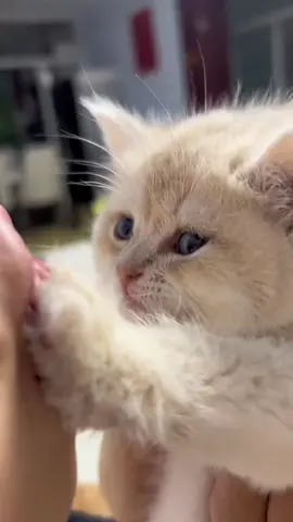 #cat #cute  