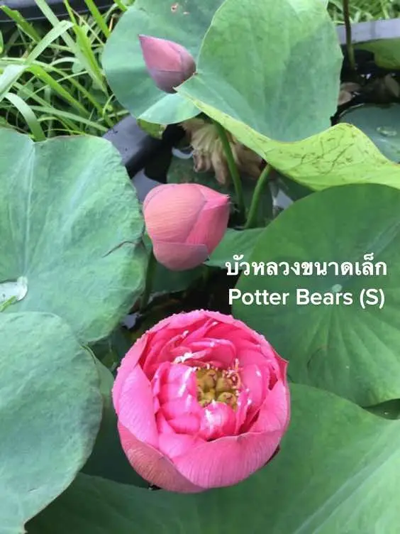 บัวหลวงขนาดเล็ก  Potter Bears (M) #บัวหลวง #myhybrid #บัวหลวงขนาดเล็ก #สวนบัวหลวงพรรณารายณ์ 