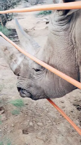 Always working hard 💪 #animals #outofafricapark #goodboy 