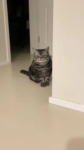 #pyf #PetsOfTikTok #petlover #catsoftiktok #pet #catlover #cat 
