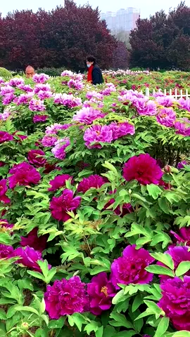 What a beautiful peony! It is listed as the national flower in China.#scenery #Beautiful #flowers 
