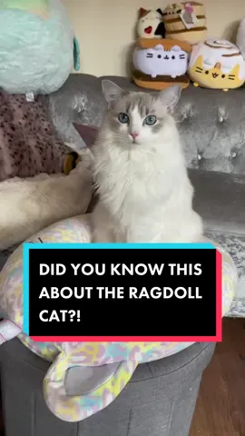 More facts about my favourite breed of cat🫶 the mighty and majestic ragdoll is born to be your friend, but dont let them outdoors! They are born for an indoor life of pampering❤️ #thefancycatsworld #muffintheragdoll #ragdollcat #ragdollcatfacts #catfacts #catowner #catsoftiktok #fypシ 