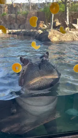 Fiona the hippo eats her squash & honey snacks this morning! #teamfiona #hippo #cincinnatizoo 