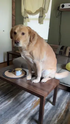 He Does Everything 😂❤️ #1jolly1 #dogs #PetsOfTikTok #fyp 