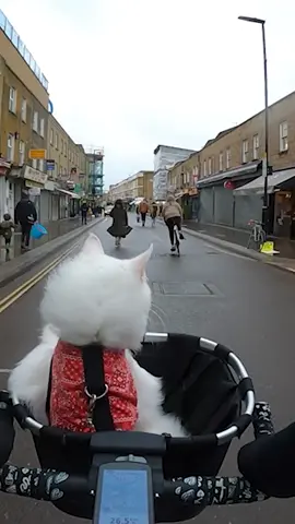 What we would give to be a lil cat biking through a cute, European town! 😻✨❤️ (Via - Travis N.) #WesAnderson #CatTok #WesAndersonStyle #Europe #CuteAnimals #PetParents #CatParents #CatLife #CatLovers