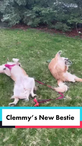 Vibes before my test on Friday. #fyp #dogs #rollingingrass #funny 