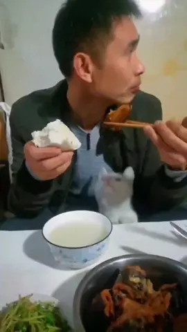 The cat that always grabs food from me#tiktok#cats#fyp#pet#cute#catsoftiktok#funny#catlive#foryou
