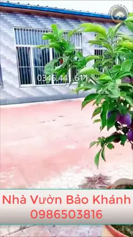 Cây Giống Mận Tím Tứ Quý