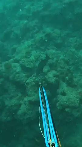 No comment please… #fishing #miss #coraltrout 
