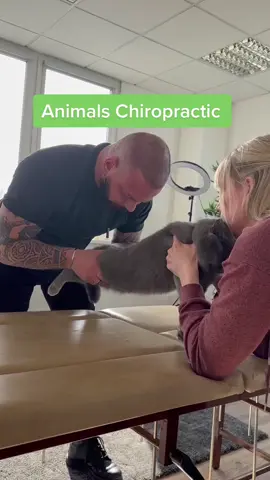 #chiropractic #foryou #chiropractortiktok #tiktokusa #animals #köln #dogsoftiktok #catsoftiktok #cat 