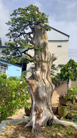 Cuộc sống ngắn ngũi phải trân trọng #bonsai #bonsaitree #bonsaimini #xuhuong2023 #câycảnh #tinchienbonsai 