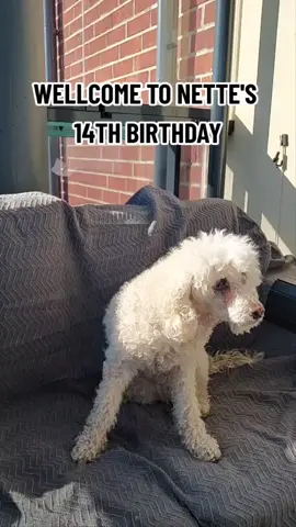 Happy birthday little granny-Nette!💕 #birthdaygirl #birthdaydog #grannydog #synttärit #poodle #villakoirat🐩 #cute #oldpet #vanhakoira 