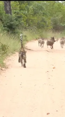 Young Leopard chases down Warthogs for its first kill - Day 3 of my throwback videos, diving into the archives. • The year was 2013, just before the Raversncourt female was killed, and we were just out of the lodge when we saw both Ravernscourt female and her sub adult ( now known as ravernscourt male ) stalking a sounder. At first it was the leopardess doing the stalking but in a moment of inexperience the young male bolted of after the family of warthogs and certainly spoiled the hunt, or so we thought, our laughter turned into more excitement as we heard the characteristic yet unnerving sound of a warthog in distress.  And just like that, he made his first ever successful kill. Little did we know that his time as a subadult with mom would be short-lived as he stepped into a nomadic life a few weeks after this his mother would be killed defending him from a intruding male ( Nyaleti )  #wildlife #wildlifephotography #leopard #fyp #wildlifeofafrica 