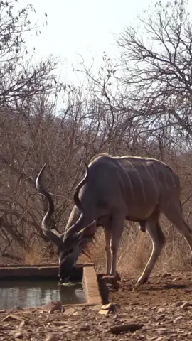 Kudu bull and cow enjoying a refreshing drink after a hot day in the South African sun.  #bowhunt #kudu #bull #kudubull #game #biggamebowhunting #plainsgame 