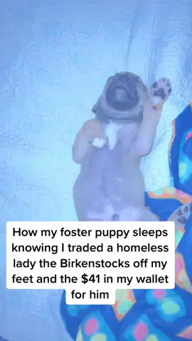 Rescue is crazy #fosterpuppy #birkenstocks #puppiesoftiktok #rescued #goodtrade #homelesspuppy #mamaneedsnewshoes 