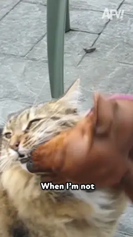 If only our pets could talk … 🐶🐾  #dog #cat #funnyvideos #voiceover 