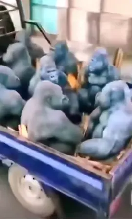 10 Gorillas in the back of a tuck #gorilla #truck #meme #plantsvszombies 
