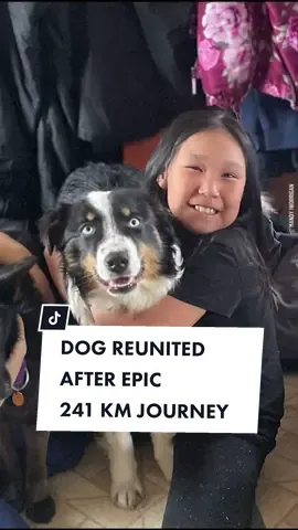 A one-year-old Australian Shepherd has been safely reunited with his owners after trekking an epic 267km across the frozen Bering Sea. Nanuq, along with the family's two other dogs Starlight and Ghost, had disappeared from their home in rural Alaska in early March. Although Ghost had returned home two weeks later and Starlight was found in the nearby town of Savoonga, there was still no sign of Nanuq. It's believed Nanuq wandered away from the two other dogs and travelled across the ice to the coastal community of Wales, located on the western coast of Alaska, where he was found earlier this month. Despite having a swollen leg with two large bite marks, Nanuq remains in high spirits. #dog #reunited #australianshepherd #doggo #nanuq #alaska #beringsea #trek #us #10newsfirst 