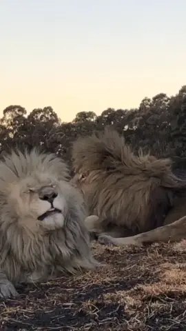 How quickly the grass grows & the seasons change. We are now beautiful lush green after the regenerative controlled burns. Took this footage only 8 wks ago and I didn’t get round to posting at the time, but just love Alex’s facial reaction as he scratches himself, and Tongas blurry eyed bedhead coming to smell the citronella!  He looks like he could actually say “I’m never ever drinking again” 🙆‍♀️😂