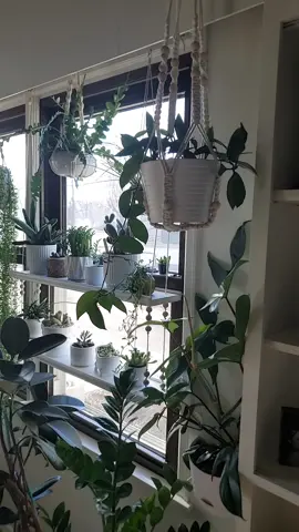 Morning vibes❤️. #plant #plants #plantsoftiktok #planttiktok #PlantTok #aroidaddicts #plantcommunity #plantcollection #plantsmakepeoplehappy #vibes 