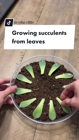 I’m a proud planty grandmother and didn’t have to do any of the work! I have had succulents grow from leaves that have fallen on the floor, they really will grow if you leave them be. Once the mother leave completely dies off and breaks away, you’ll find the baby to find you baby with its own roots. Just plop that baby into a small pot with its own succulent soil mix, water, and place in a sunny window.  #succulentprop #succulentlover😍 #succulenttipsandtricks 