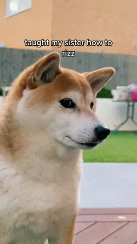 how did she do? #rizz #shibainu #dog
