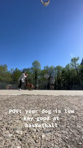 A few fouls but… #brunotheboxer #foul #dog #basketball #lebronjames #Summer 