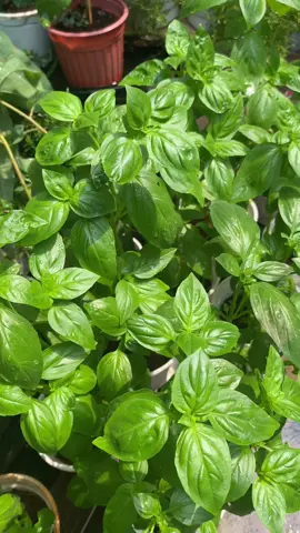 🌿 Mấy em Basil mơn mởn tươi xanh báo hiệu cho những món ngon xuất sắc nhen 😊 #basil #cayhungtay 