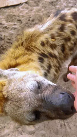 Sniff inspection from Jaws! #NOTpets #hyena #spottedhyena #asmr #sniffer #sniff #cute #adorable #animal #animals #wow #amazing #fl #florida #fyp 