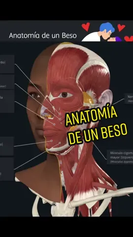 ¡Hasta 34 músculos faciales involucrados! Feliz #DíaInternacionalDelBeso 💋 #anatomía #diainternacionaldelbeso #musculosfaciales #completeanatomy #besar #beso #anatomiafacial #orbicularisoris 