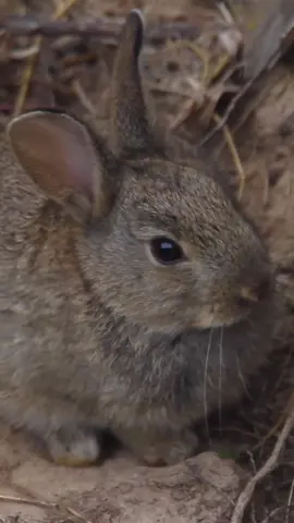 The wuropean rabbit, whist cute and fluffy is arguably one of Australias biggest pest species, conteibuting to issues such as environmental damage and erosion.  #rabbit #bunny #easter #europeanrabbit #bowhunting #rabbithunting 