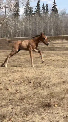 Man this colt is something else 😍 he is available, if anyone is in the market for a new prospect 😏 Alberta 🇨🇦 he is APHA. On his papers are Strait From Texas, Ris Key Business, Hollywood Dun it, Cooke County Etc., Playboys Pepper and Reys ALil Lena. #apha #colt #available #baydun #foalingseason #twistedpinepaints 