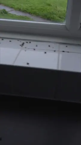Flies and the body #omaricronunmasked #funnyvideos #viral #fyp #crazy #trending