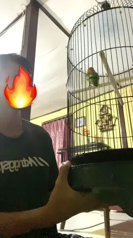 Biola betina sf Harian full krodong Rawatan simpel Cocok untuk pekerja Top durasi 1 menit up Lokasi ngawi jatim Siap bantu kirim via kereta Minat 08983568208 #lovebird #lovebirdsolo #lovebirdfighter #lovebirddurasiindonesia 