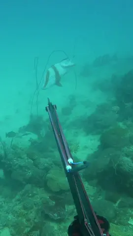 Second biggest red ive shot! Anyone guess the size? #fyp #spearfishing #fishing 