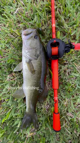 Who loves fishing frogs? I kinda been getting into it a little bit more. This bass slurped this little frog good catch tho.  aquien le gusta pescar con ranas? toy enpesando a pescar un poco mas con estas carnadas.  #urbanfloridafishing #bassfishing #southfloridafishing #canaldepescar #fishingvideos #videosdepescar #pondfishing #floridafishing #frogfishing #topwaterlure 