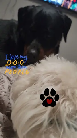 Amor puro y verdadero 😍 🖤 🐾 🤍 #Vader #doglife #doglover #brotherlove #dogsoftiktokviral🐶🦮 #mascotastiktok #vaderdog #perrihijos❤️🐶 #rottweilersoftiktok #rotti 
