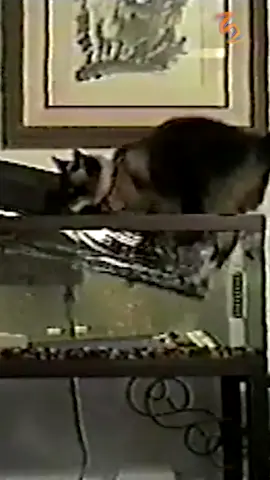 These classic cat catastrophes have me feline funny this Friday morning 😹 #cat #catsoftiktok #retro #throwback #90s #film #afv #videosfromthevault #flashbackfriday 